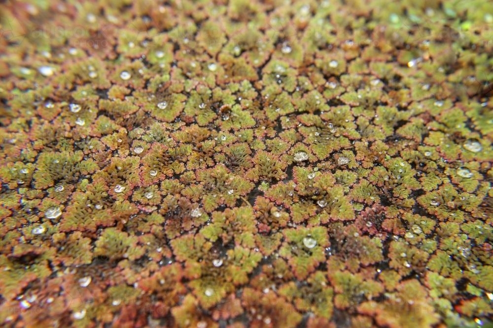 Pond weed covering a dam - Australian Stock Image