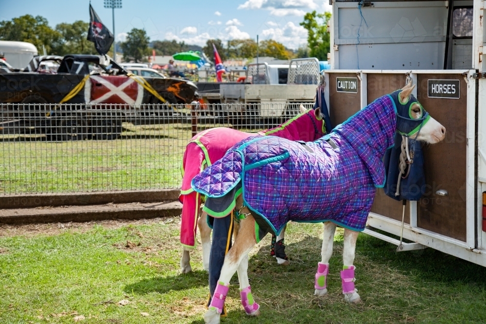 Image of Ponies in coloured rugs tied to the back of a horse float