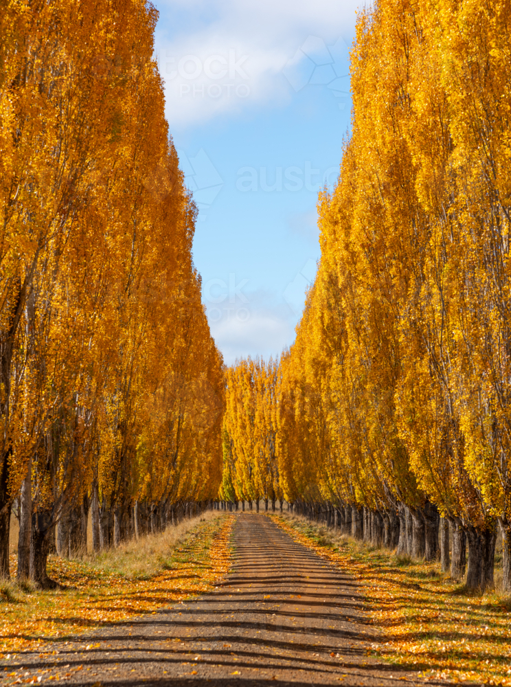 Poplar lined driveway farm entrance in Glen Innes with leaves turning yellow in autumn - Australian Stock Image