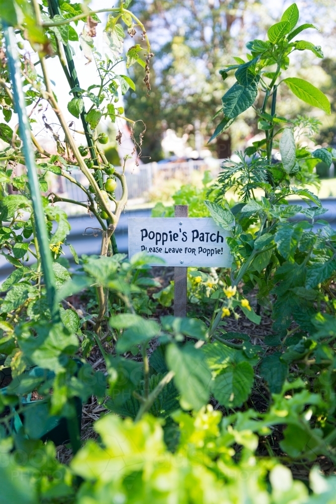 Poppie's patch in community vegetable garden - Australian Stock Image
