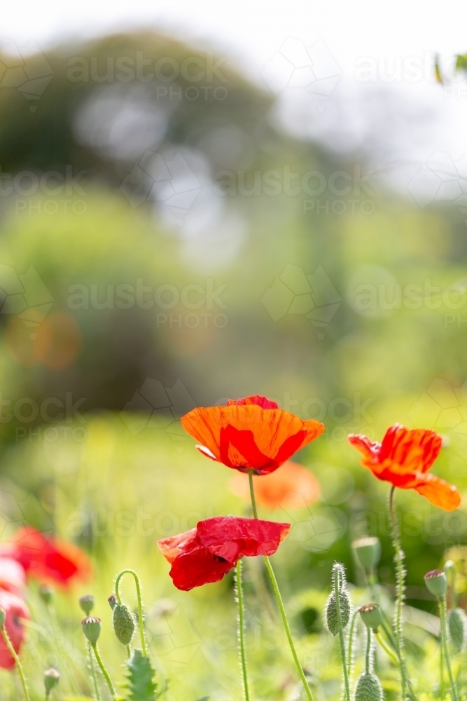 Poppies - Australian Stock Image
