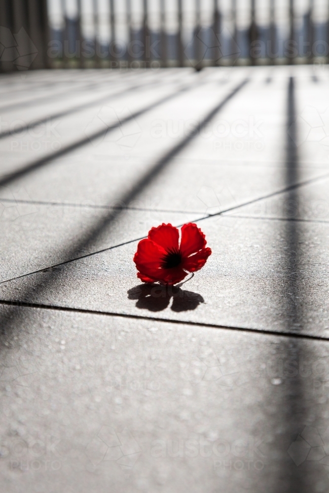 Poppy fallen on the ground at a war memorial - Australian Stock Image