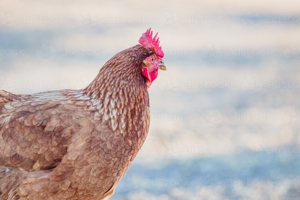 Portrait of a Chicken - Australian Stock Image