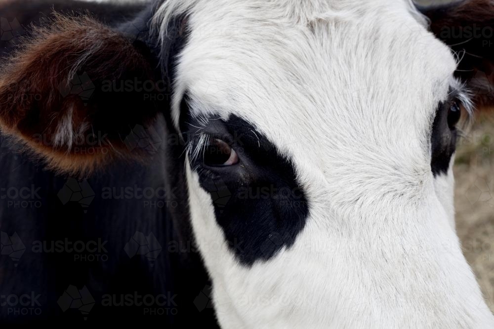 Portrait of a cow - Australian Stock Image