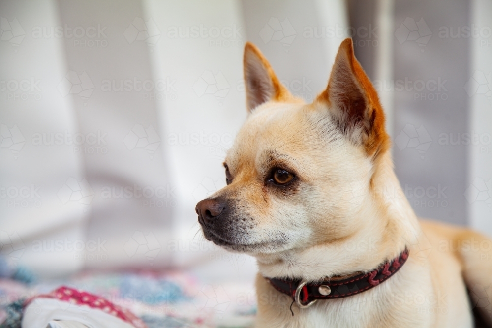 Portrait of a creamy white chihuahua dog relaxing on a lounge on a verandah outside - Australian Stock Image