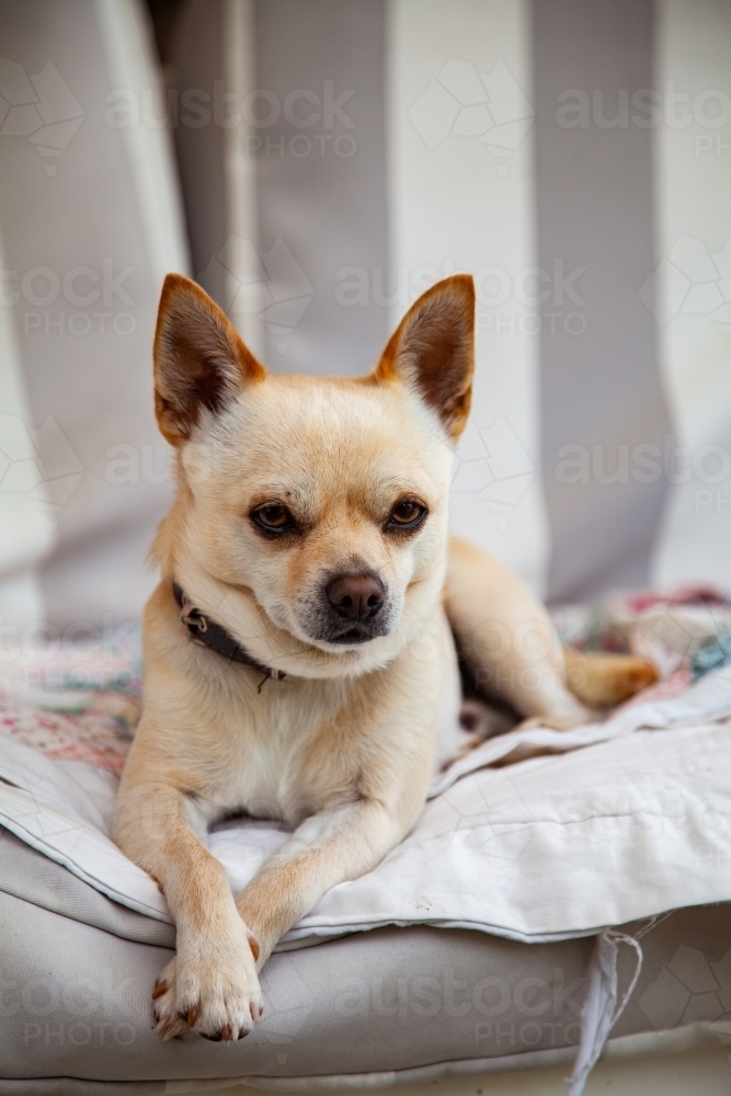 Portrait of a creamy white chihuahua dog relaxing on a lounge on a verandah outside - Australian Stock Image