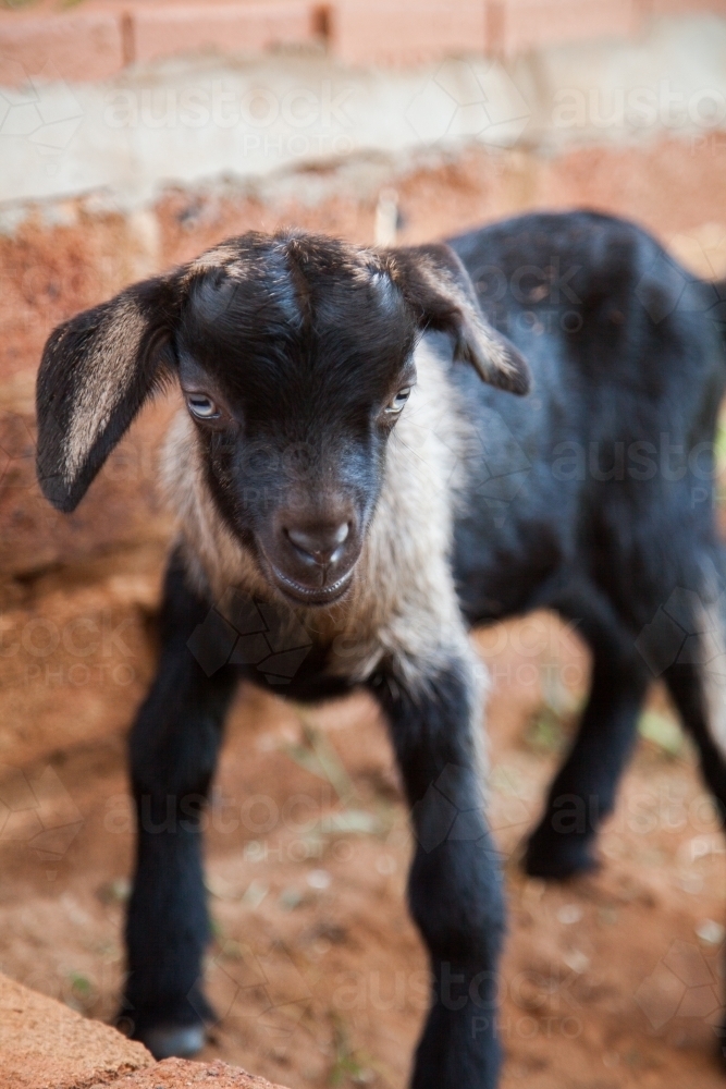 Portrait of a cute baby goat - Australian Stock Image