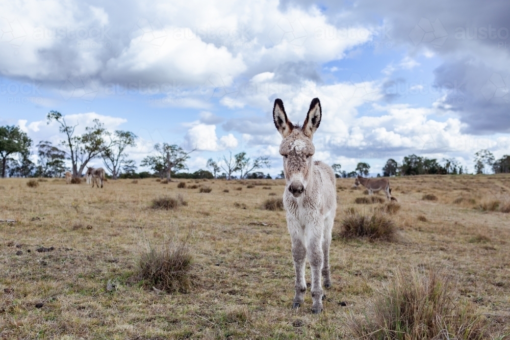 Portrait of a donkey foal in paddock with adult rescued donkeys behind - Australian Stock Image