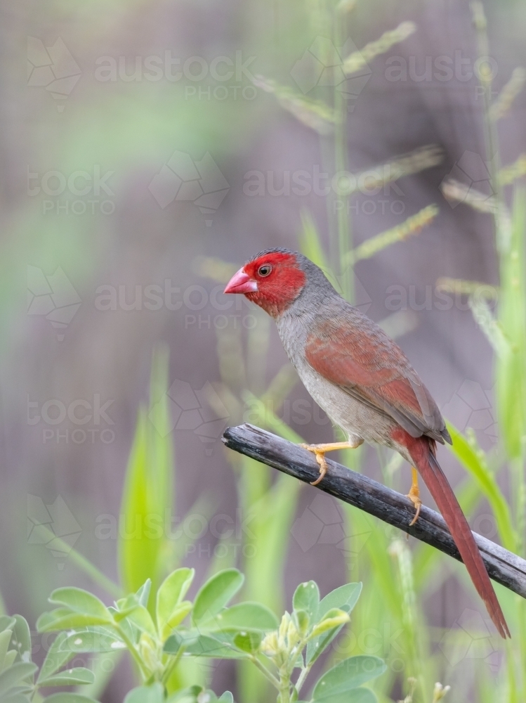 Portrait of a female crimson finch on a stalk of grass - Australian Stock Image