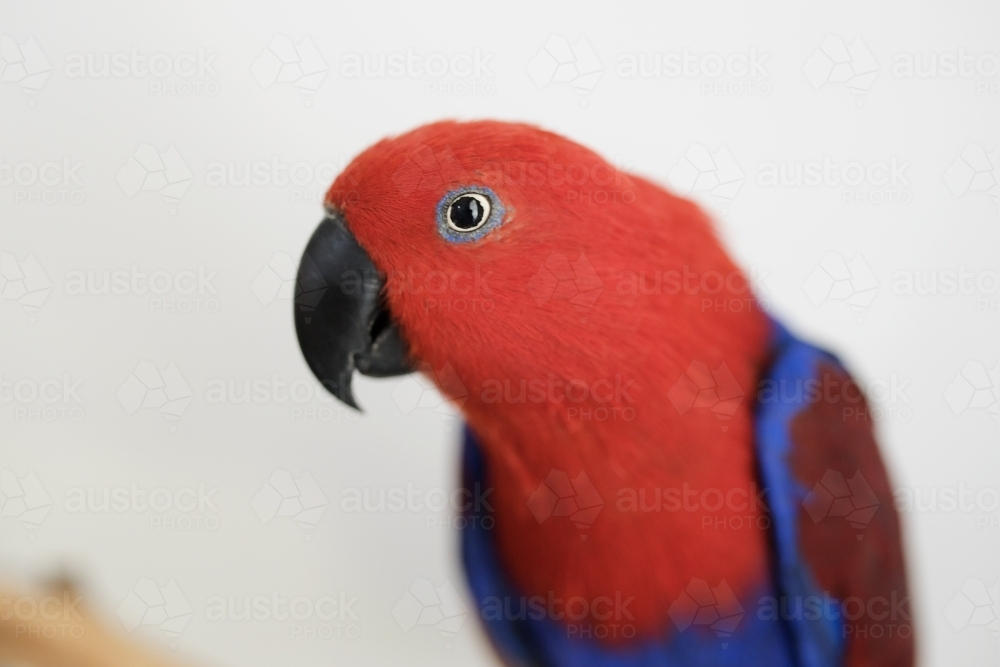 Portrait of a female red and blue Australian eclectus parrot - Australian Stock Image