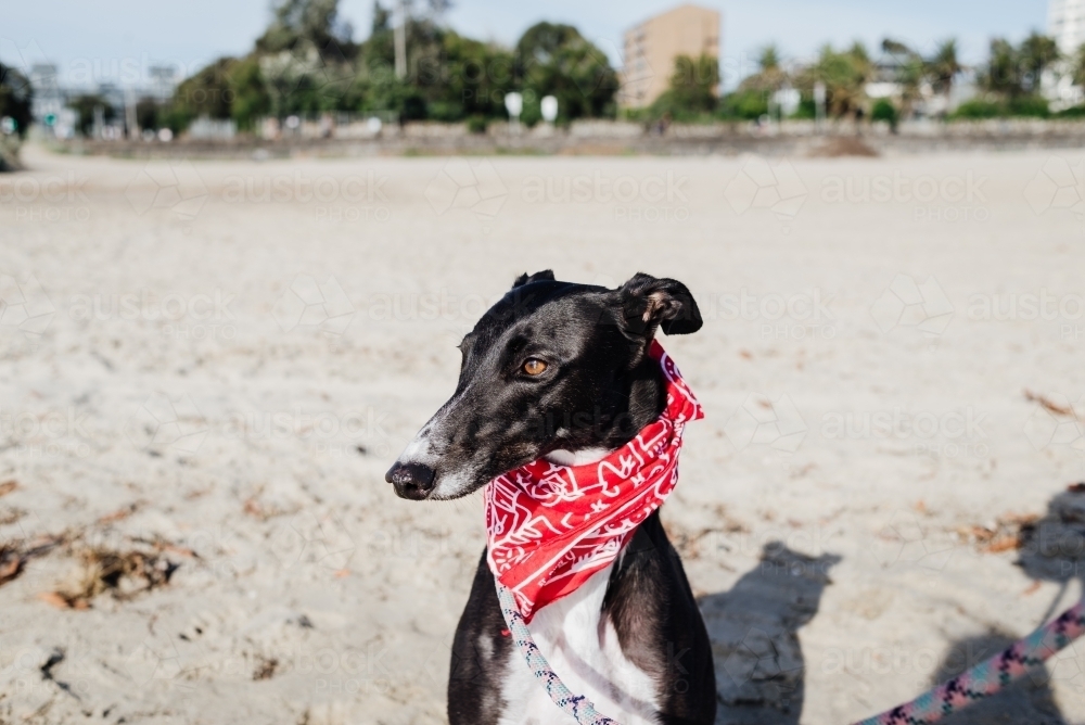Portrait of a greyhound dog wearing a red bandana at the beach, St Kilda - Australian Stock Image