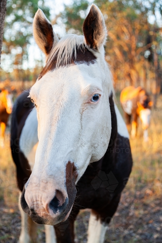 Portrait of a horse looking at the camera - Australian Stock Image
