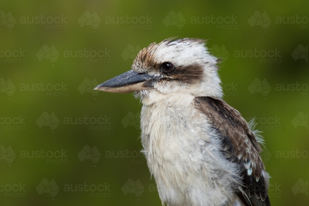 Portrait of a Kookaburra - Australian Stock Image