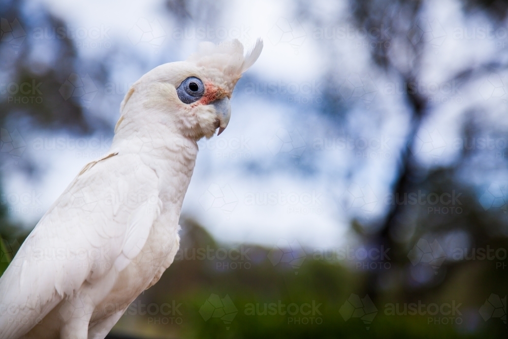 Portrait of a Little Corella bird with out of focus background - Australian Stock Image