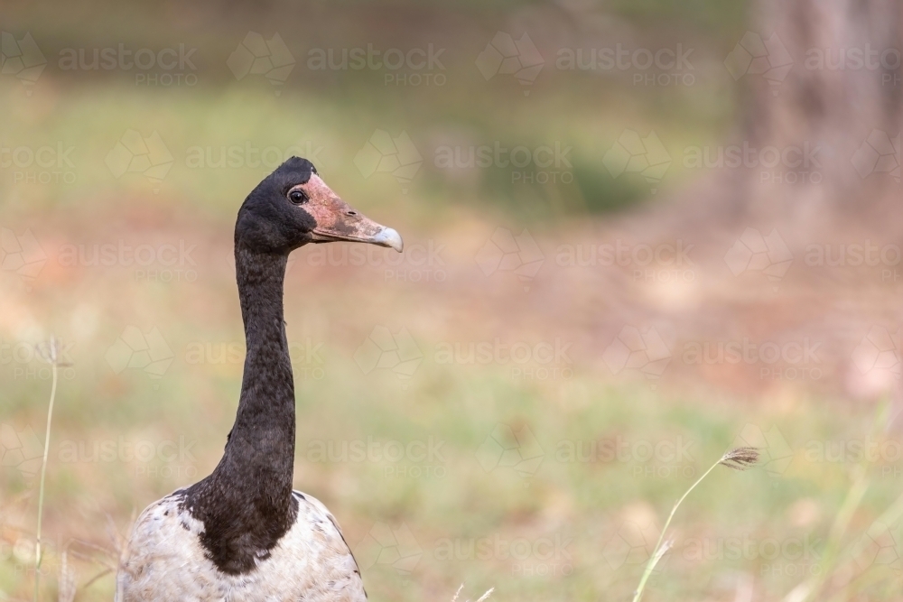 Portrait of a Magpie Goose - Australian Stock Image