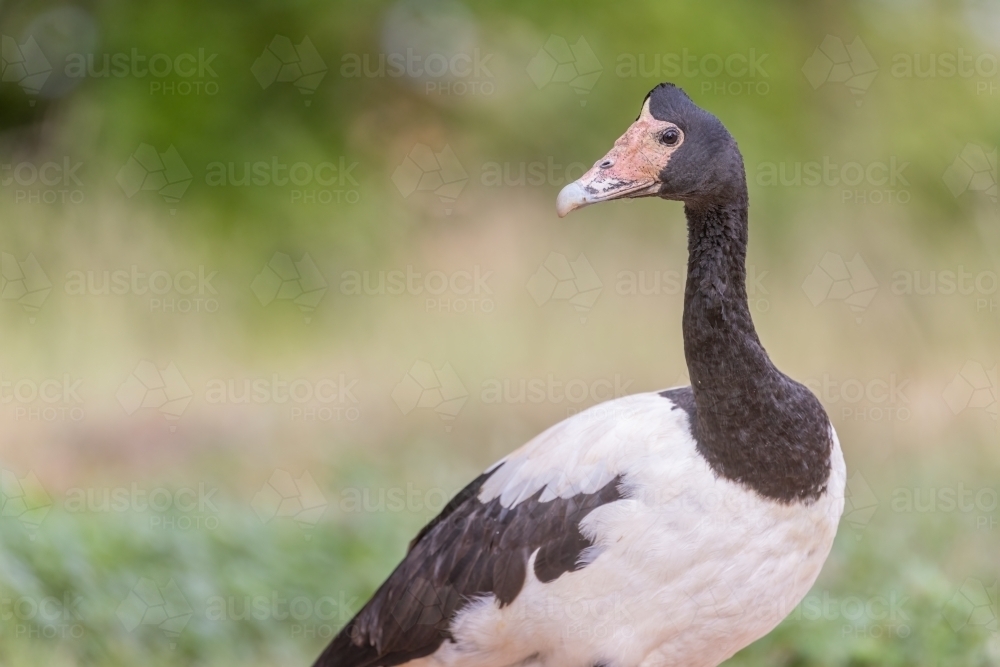 Portrait of a Magpie Goose - Australian Stock Image