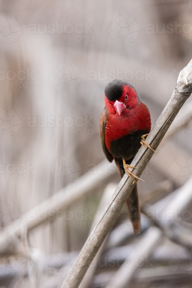 Portrait of a male crimson finch on a stalk of dry grass - Australian Stock Image