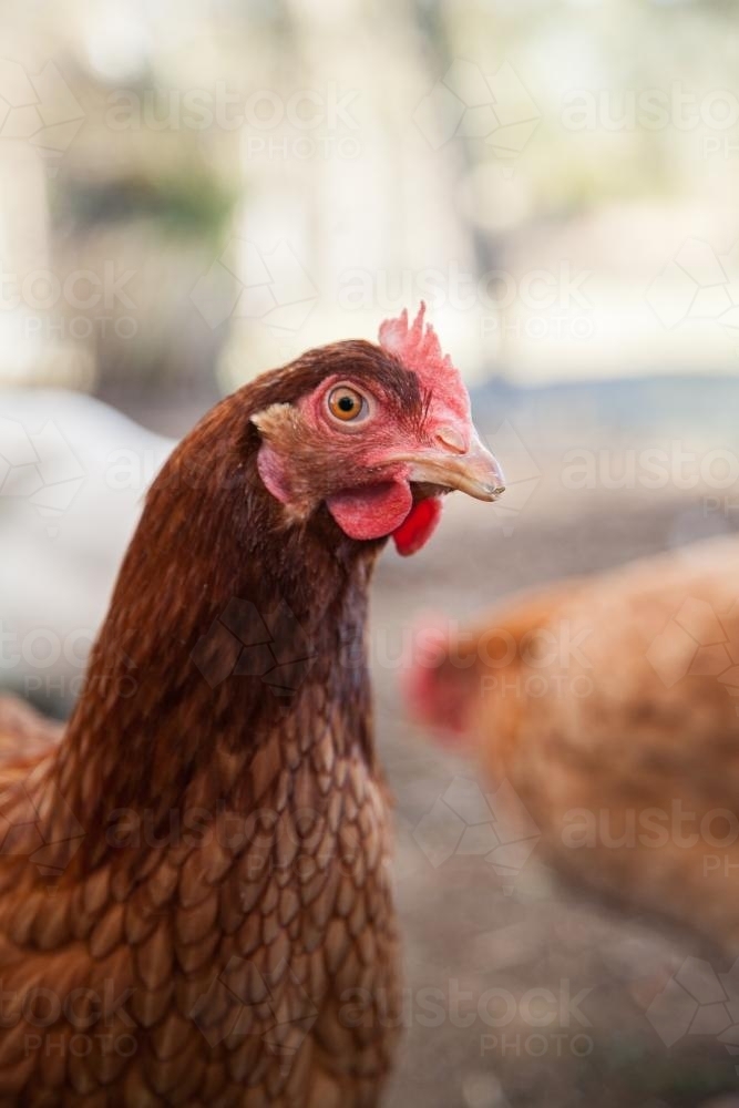 Portrait of a single Isa brown hen standing in the chook yard - Australian Stock Image