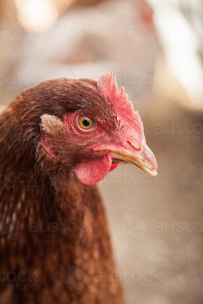 Portrait of a single Isa brown hen standing in the chook yard - Australian Stock Image