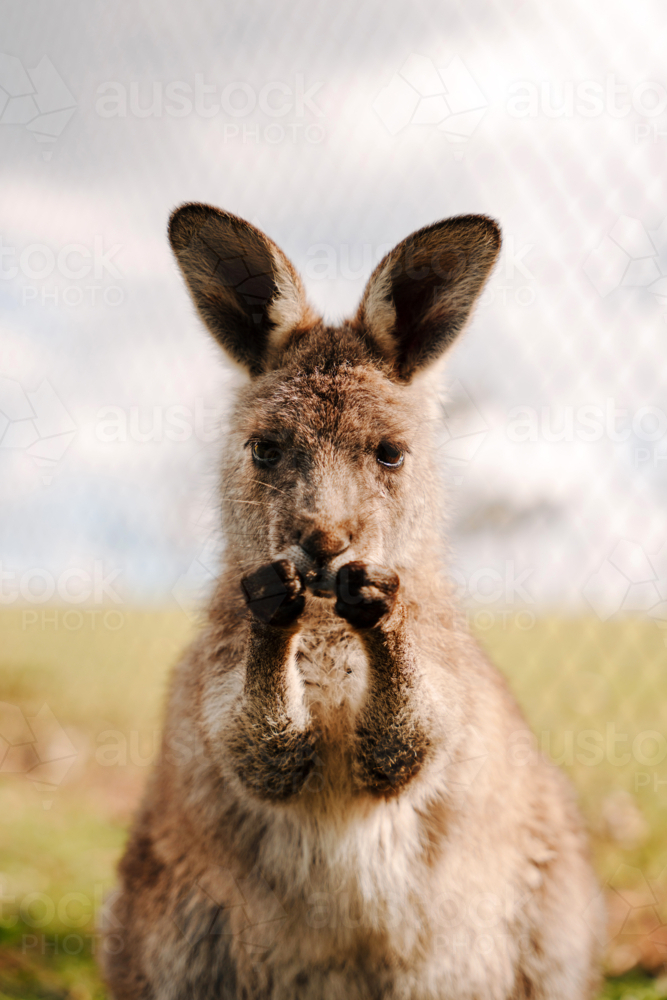 Portrait of a Wallaby with its paws in front of its nose. - Australian Stock Image