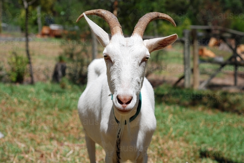 Portrait of a white male goat with large horns - Australian Stock Image