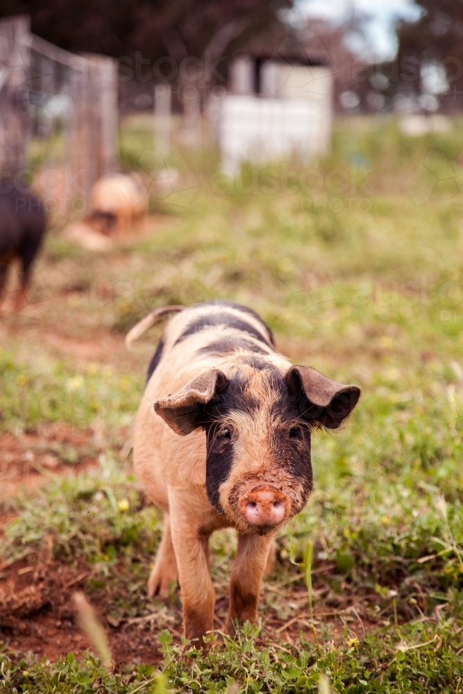 Portrait of a young pig on a farm - Australian Stock Image