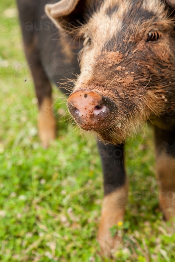 Portrait of a young pig on a farm - Australian Stock Image