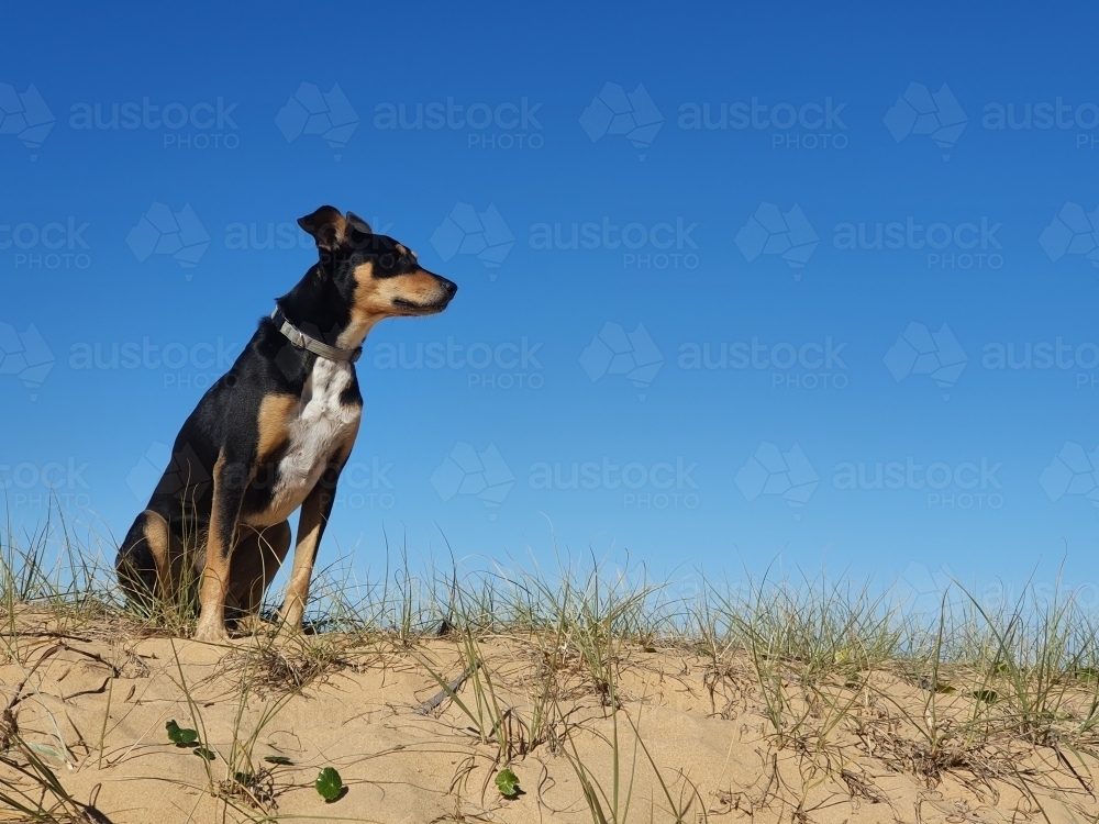 Portrait of an Australian Kelpie - Australian Stock Image