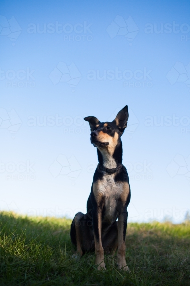 Portrait of an Australian Kelpie Cross - Australian Stock Image
