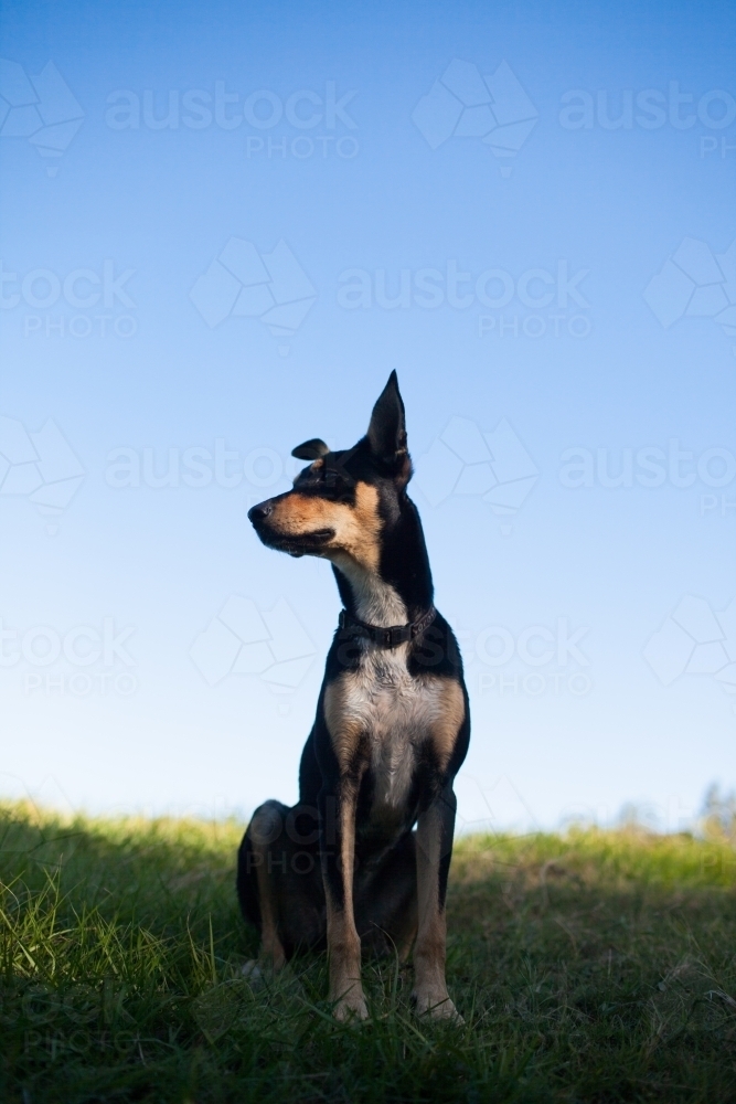 Portrait of an Australian Kelpie Cross : Austockphoto Portrait of an Australian Kelpie Cross - Australian Stock Image