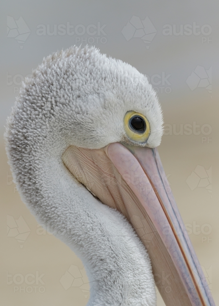 Portrait of an Australian Pelican (Pelecanus conspicillatus) with soft sandy background - Australian Stock Image