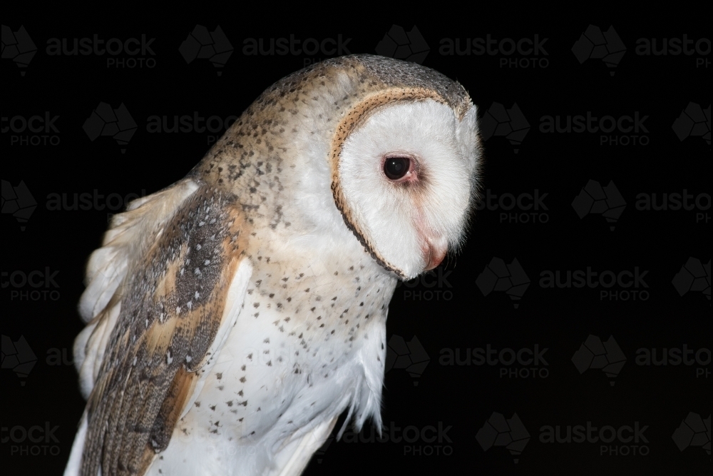 Portrait of an Eastern Barn Owl - Australian Stock Image