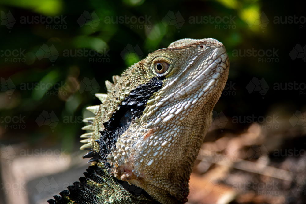 Portrait of an Eastern Water Dragon - Australian Stock Image