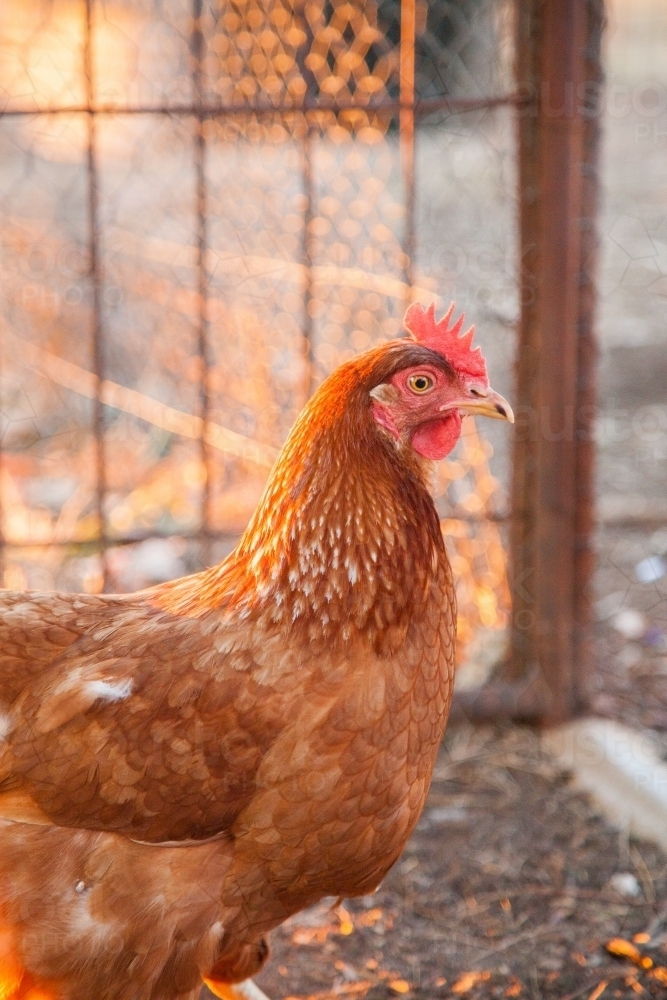 Portrait of an isa brown hen - Australian Stock Image