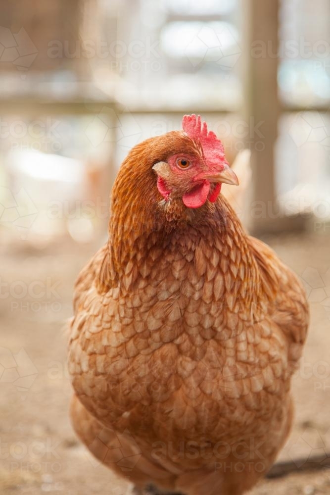 Portrait of an Isa brown laying hen in the chook yard - Australian Stock Image