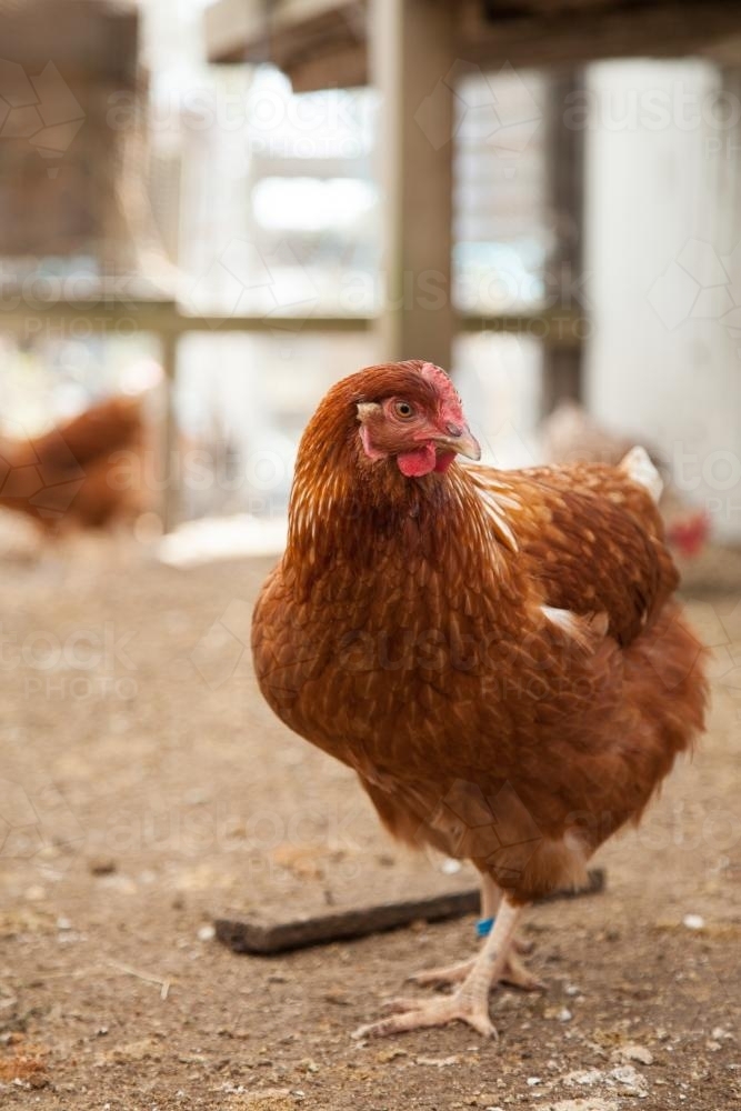 Portrait of an Isa brown laying hen in the chook yard - Australian Stock Image