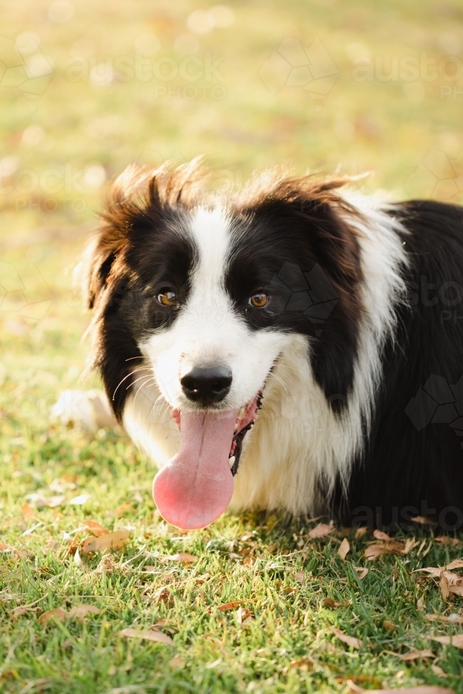 Portrait of black and white border collie dog relaxing on grass - Australian Stock Image