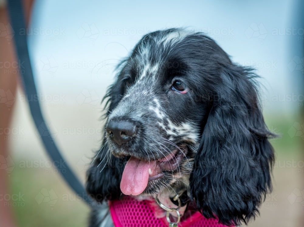Portrait of black and white dog - Australian Stock Image