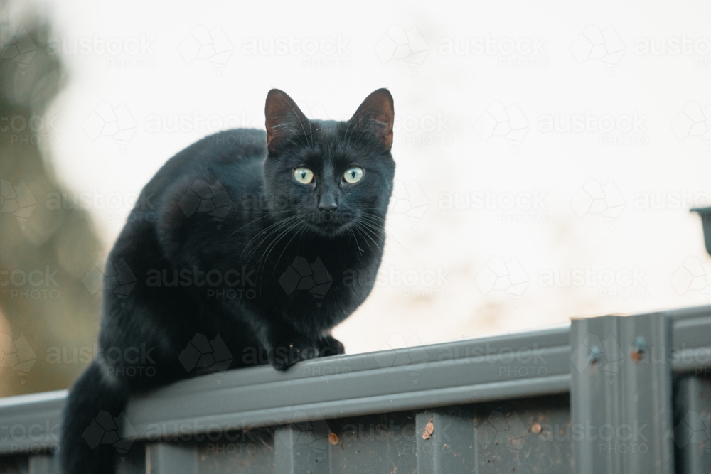 Image of Portrait of black cat relaxing on fence with copy space ...