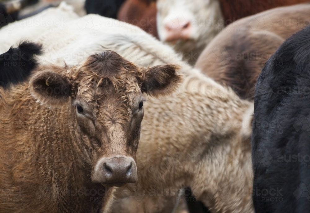 Portrait of brown cow looking at camera amongst other cows - Australian Stock Image