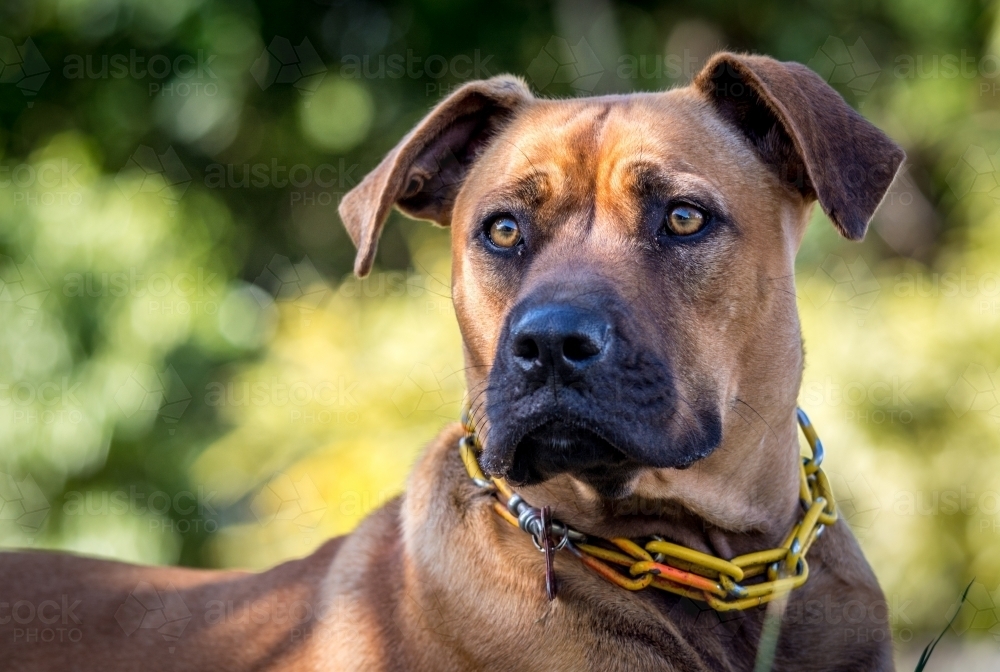 Portrait of brown dog - Australian Stock Image