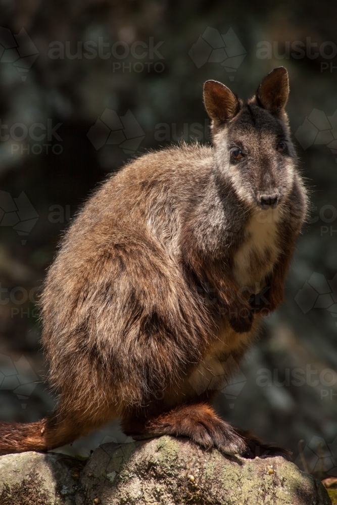 Portrait of Brush-tailed Rock Wallaby - Australian Stock Image