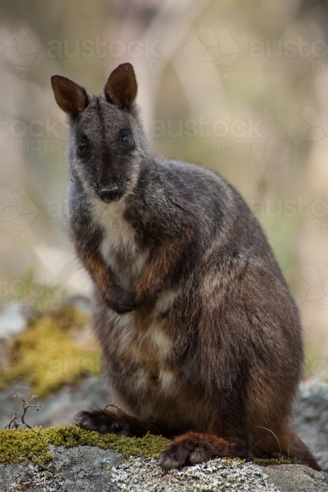 Portrait of Brush-tailed Rock Wallaby - Australian Stock Image