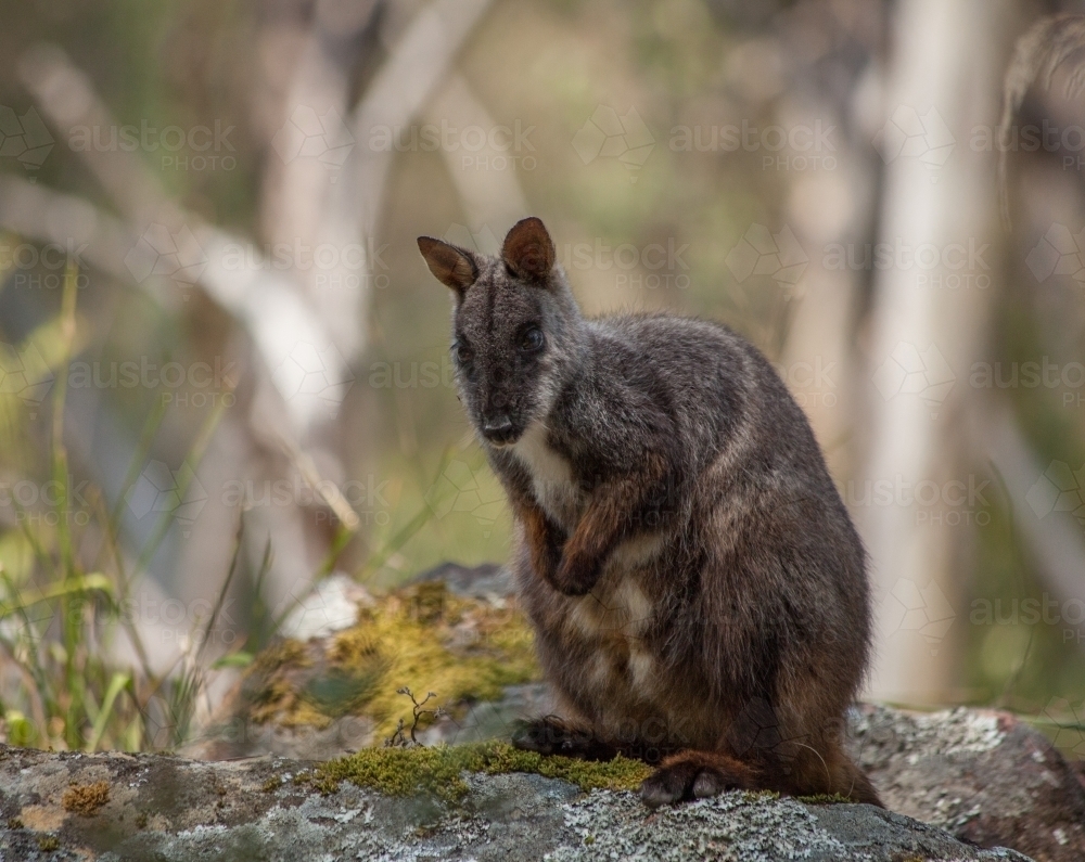 Portrait of Brush-tailed Rock Wallaby with trees behind - Australian Stock Image