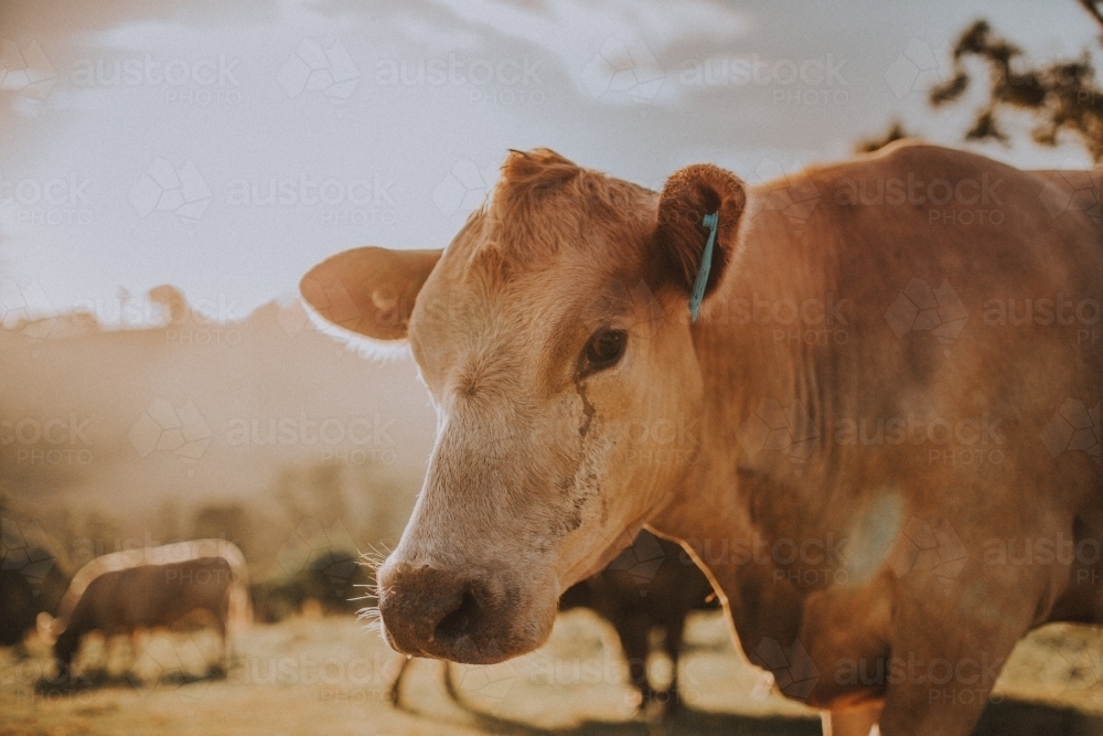 Portrait of cow in afternoon light - Australian Stock Image