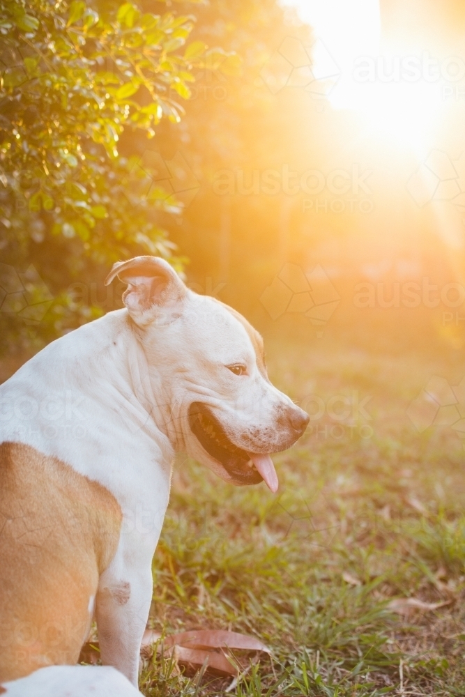 Portrait of dog sitting in golden light - Australian Stock Image