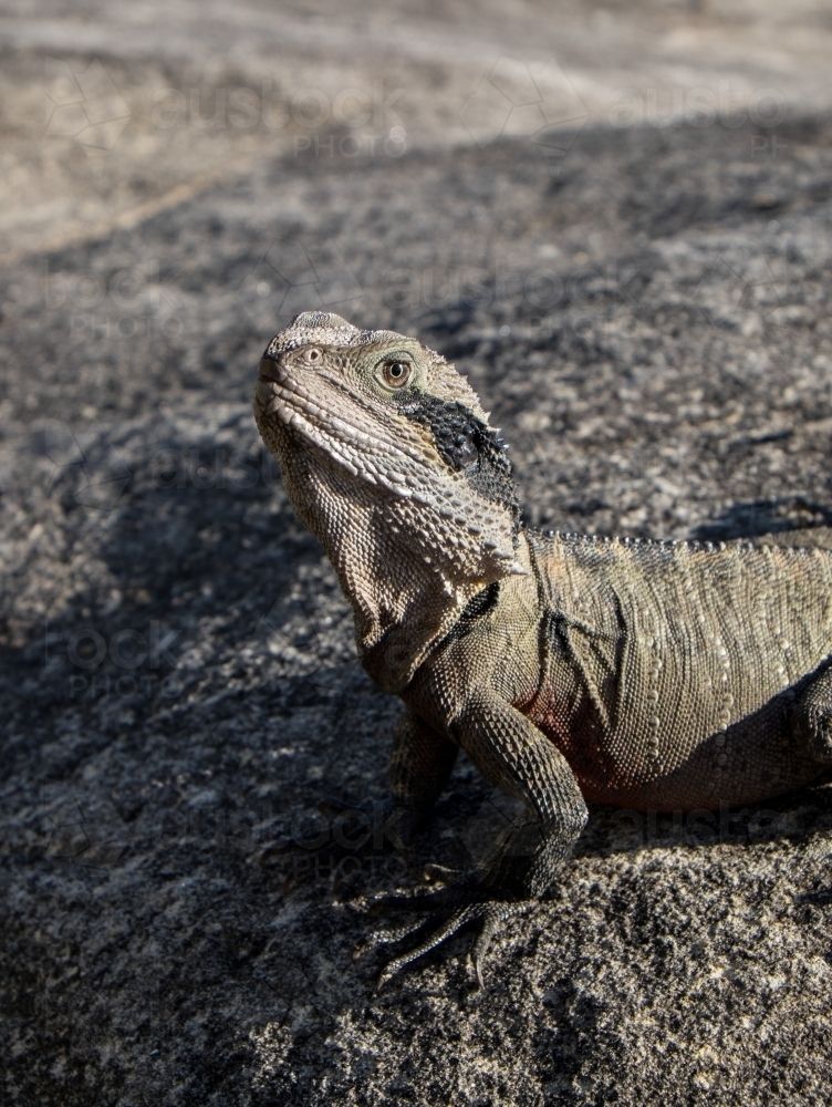 Portrait of Eastern Water Dragon lizard on grey rock - Australian Stock Image