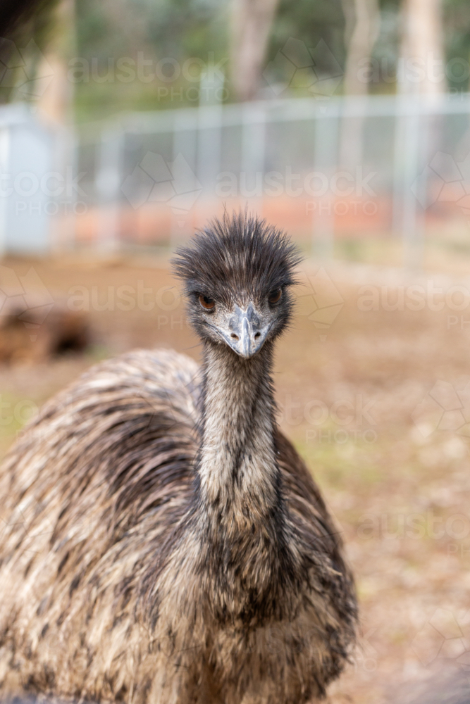 Portrait of emu native Australian animal - Australian Stock Image