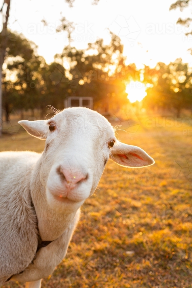 Portrait of funny pet sheep face in golden sunset light on hobby farm - Australian Stock Image