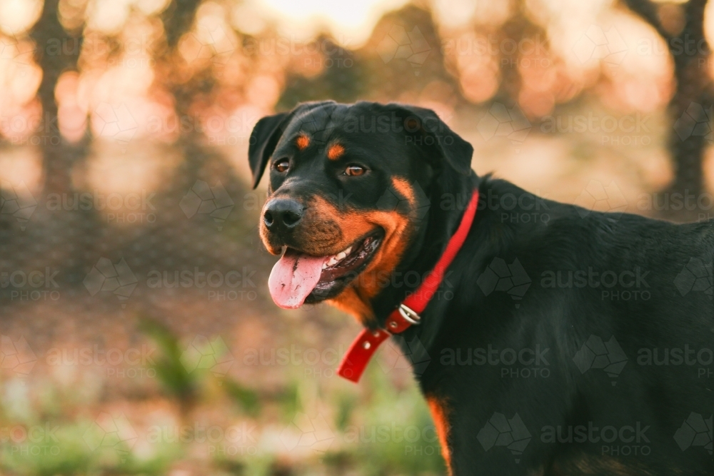 Portrait of happy rottweiler dog smiling in golden afternoon light - Australian Stock Image